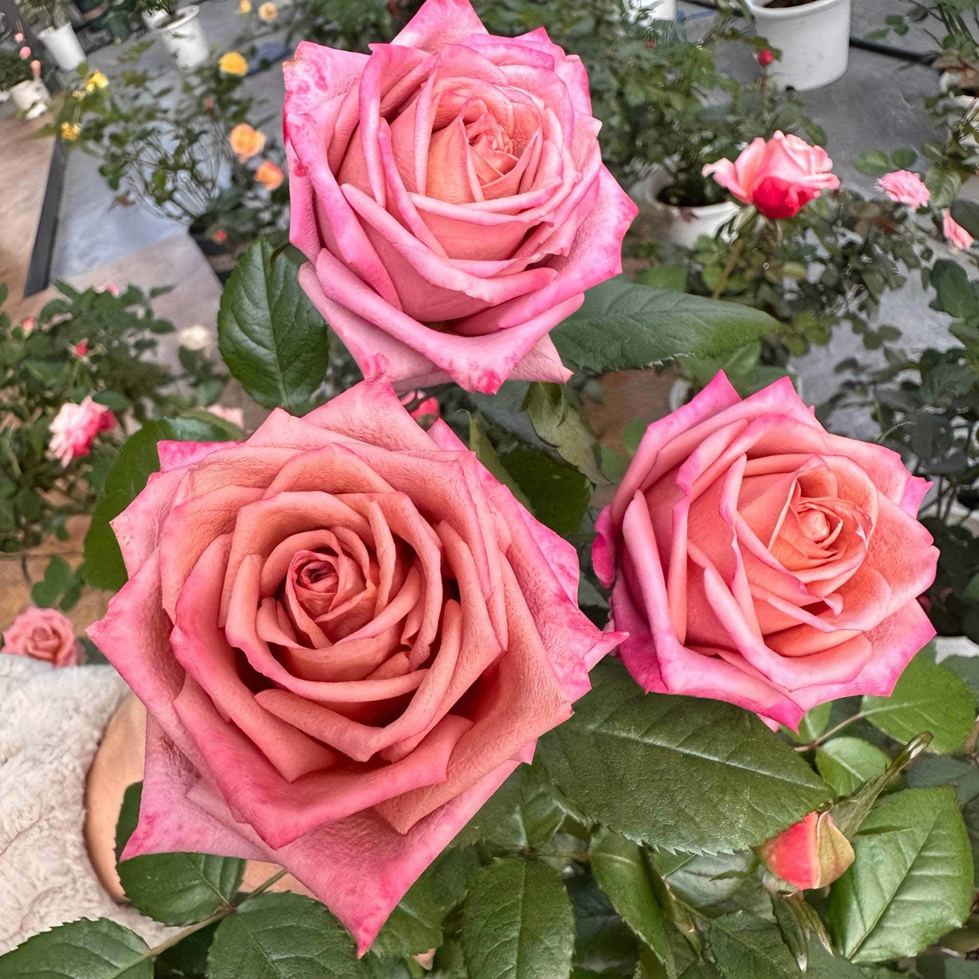 The Allure of Barista Rose – A Morandi Purple Rose That Captures