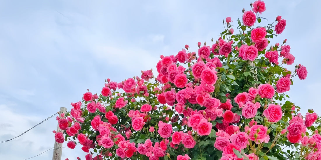Climbing Roses Collection – Elegant Roses for Arches,Trellises amp,Garden Walls