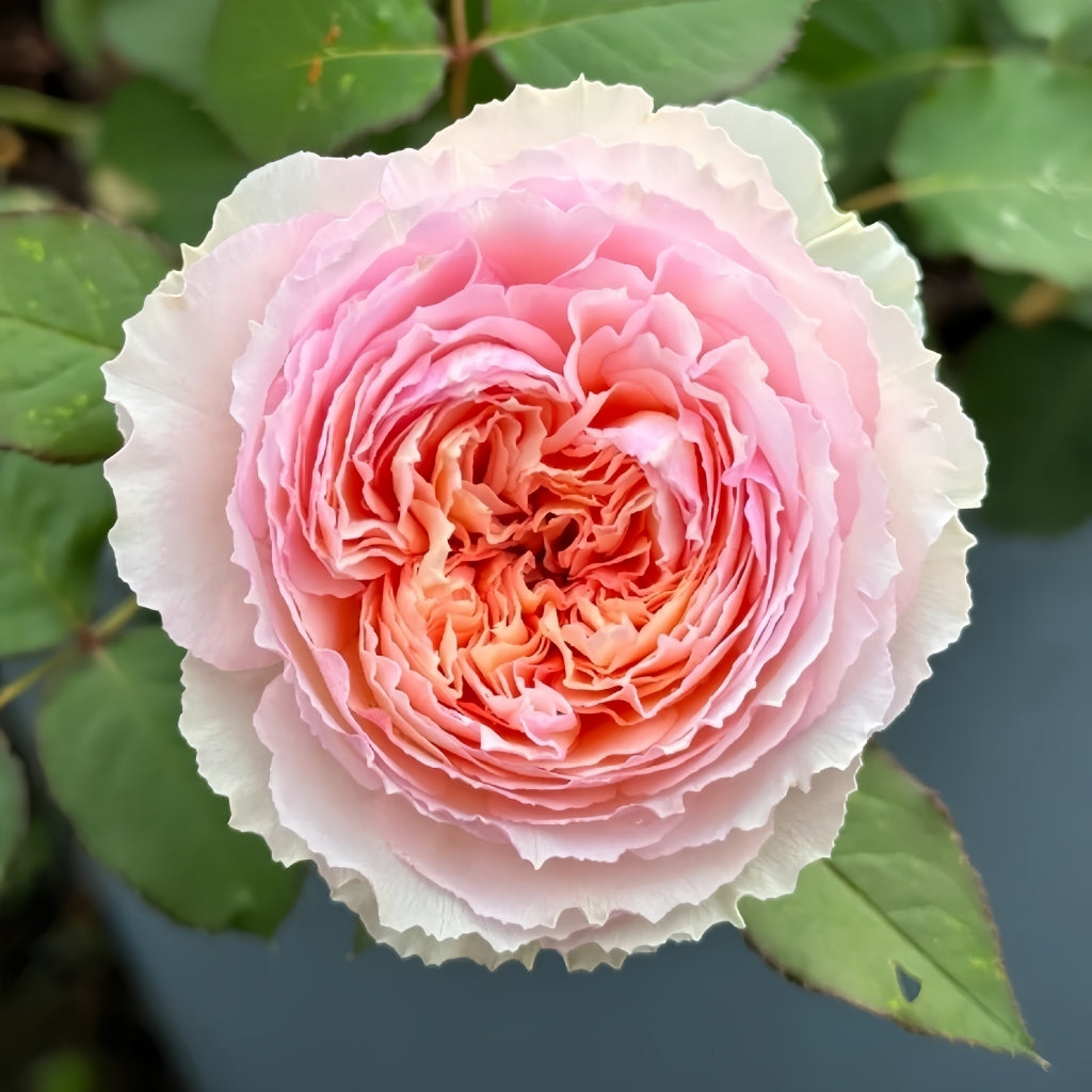 Asian Roses