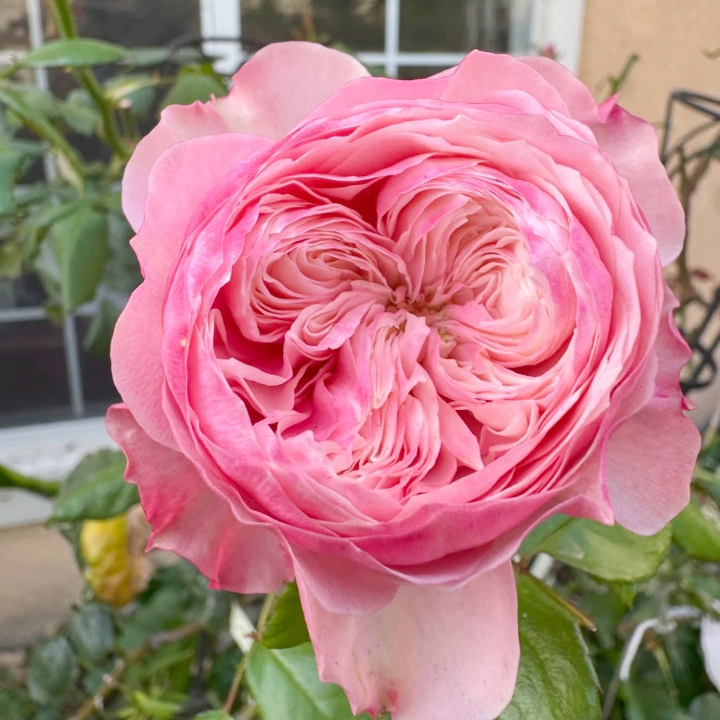 Northanger Abbey Rose
