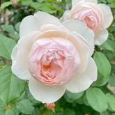 The Shepherdess Rose