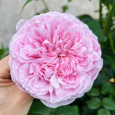 Spirit of Freedom Rose