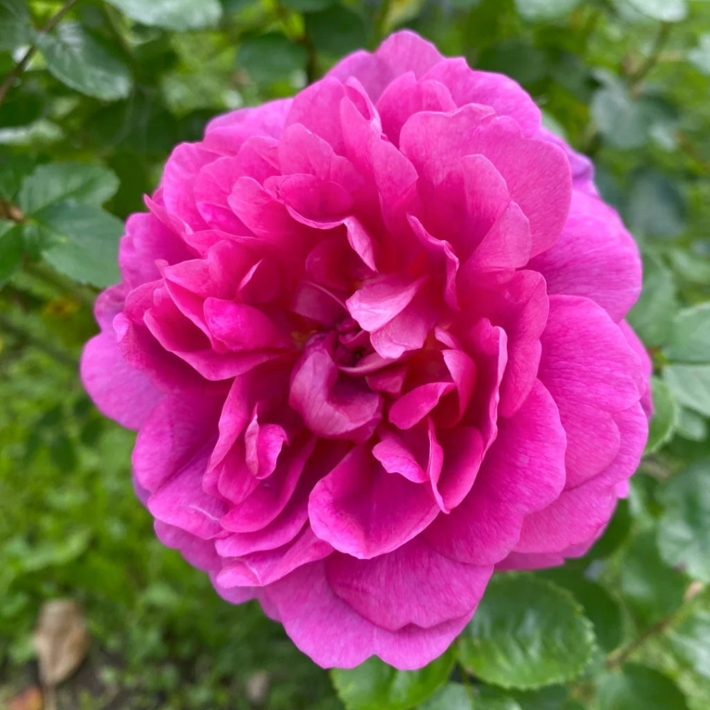 Princess Anne Rose