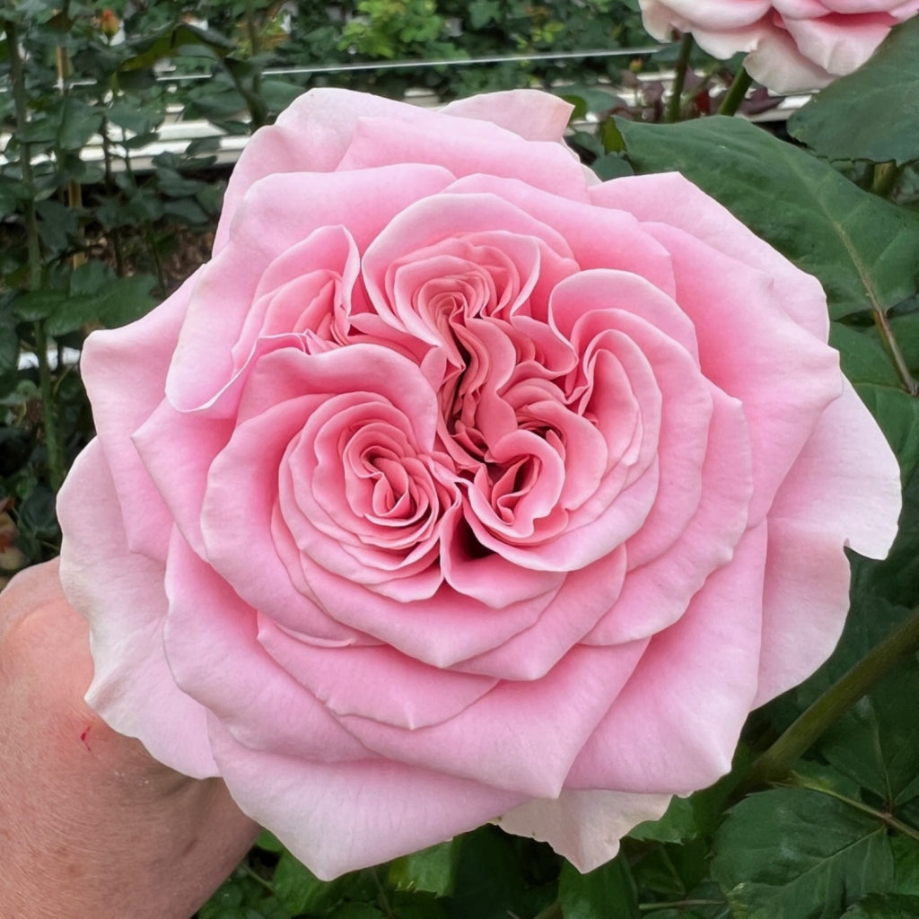 Rebellion Pink Rose