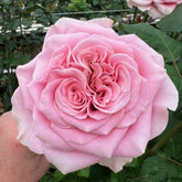 Rebellion Pink Rose