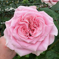 Rebellion Pink Rose