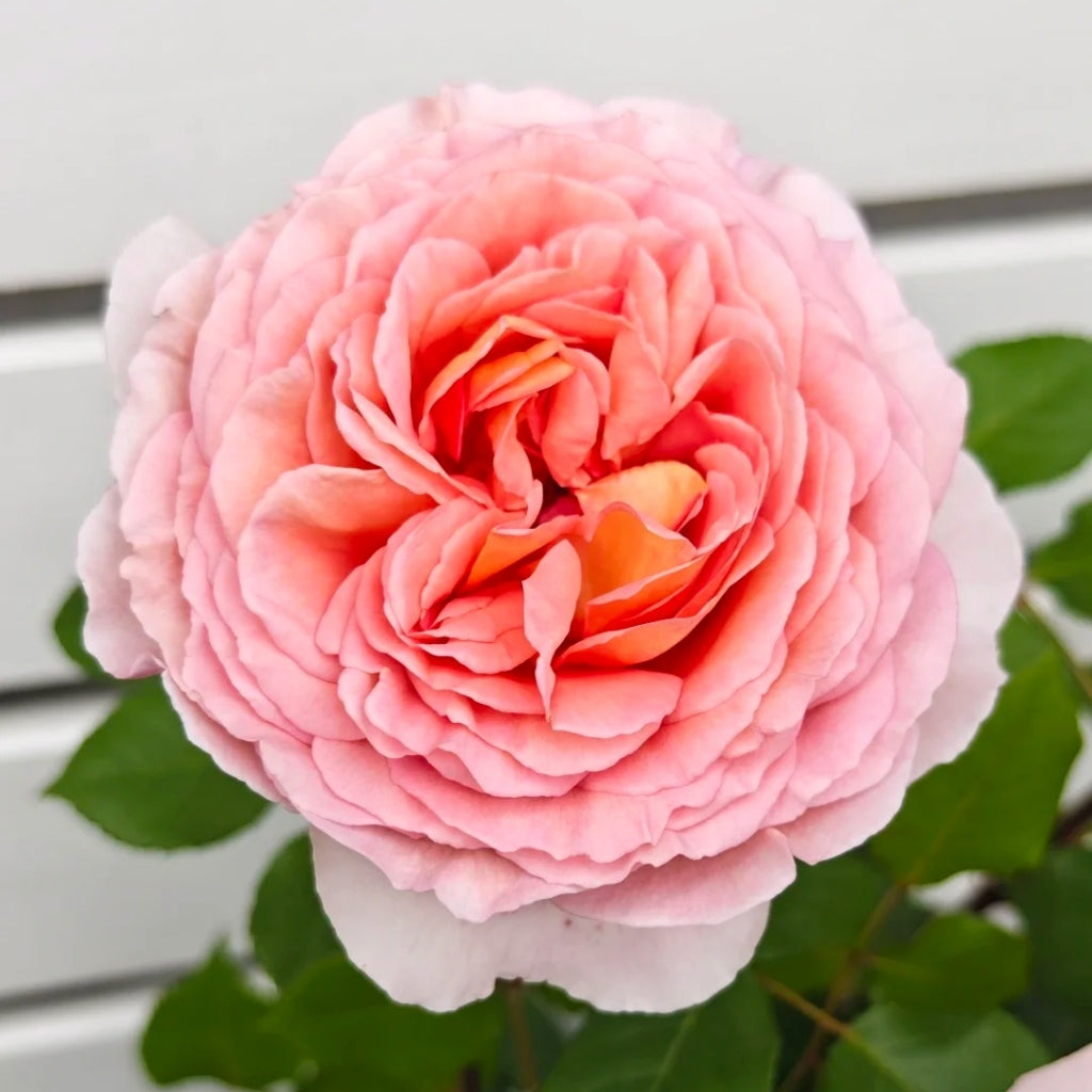 Abraham Darby Rose - vibrant pink-orange bloom with green leaves, premium garden rose