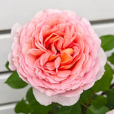 Abraham Darby Rose - vibrant pink-orange bloom with green leaves, premium garden rose