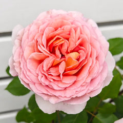 Abraham Darby Rose - vibrant pink-orange bloom with green leaves, premium garden rose