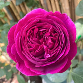Falstaff Rose