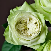 Yagi Green Rose