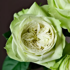 Yagi Green Rose