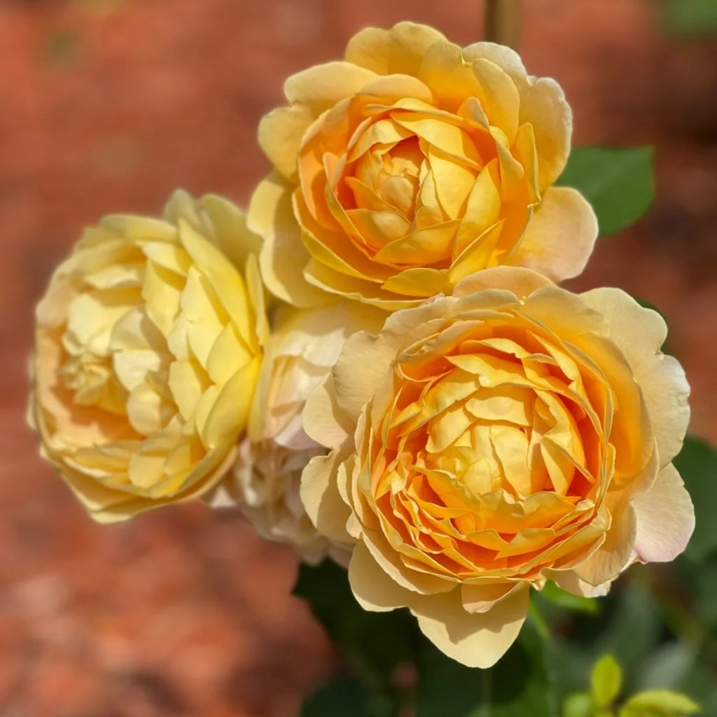 Golden Celebration Rose