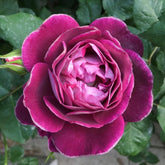 Huddersfield Choral Society Rose