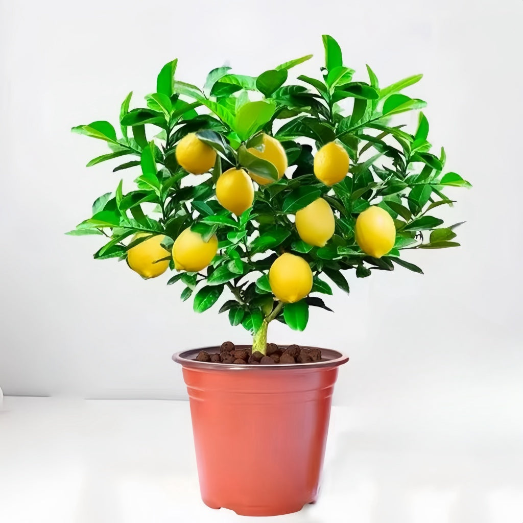 Citrus lemon tree