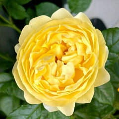 The Poet's Wife Rose