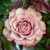 Bourbon Street Rose