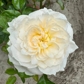 Purity Rose