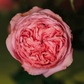 Bella Trendsetter Rose