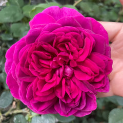 Dark Lady Rose