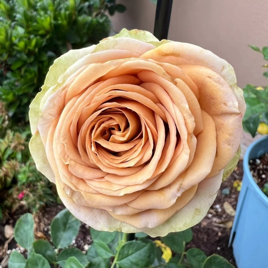 Teddy's Rose