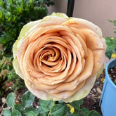 Teddy's Rose