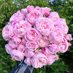 Spirit of Freedom Rose