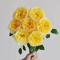 The Poet's Wife Rose