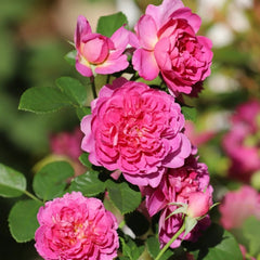 Princess Anne Rose