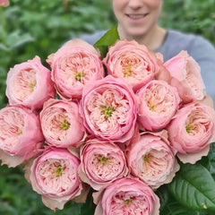 Northanger Abbey Rose