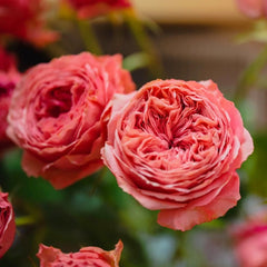 Bella Trendsetter Rose