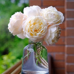 The Shepherdess Rose