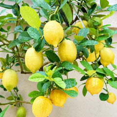 Citrus lemon tree