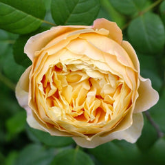 Charles Darwin Rose