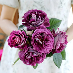 Huddersfield Choral Society Rose