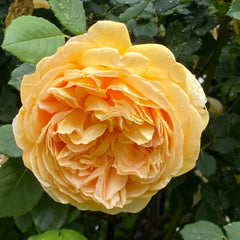 Golden Celebration Rose