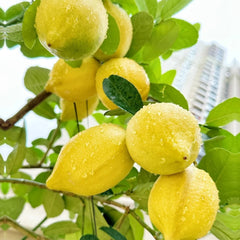 Citrus lemon tree