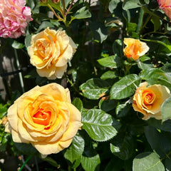 St.Tropez Rose