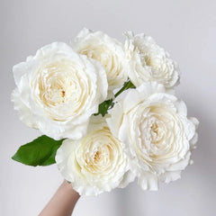 Princess Miyuki Rose