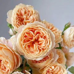 Crown Princess Margareta Rose