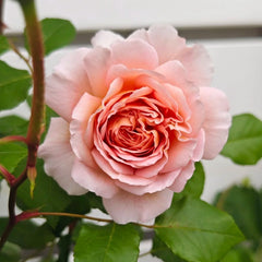 Abraham Darby Rose