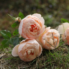 The Shepherdess Rose