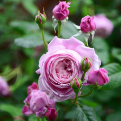 Spirit of Freedom Rose