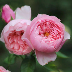 The Alnwick Rose