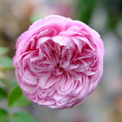 Spirit of Freedom Rose