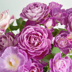 Huddersfield Choral Society Rose