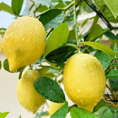 Citrus lemon tree