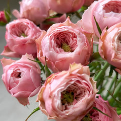 Northanger Abbey Rose