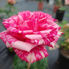 Pink Intuition Rose