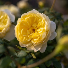The Poet's Wife Rose